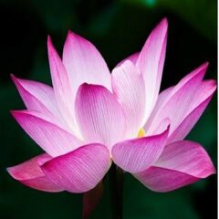 lotus